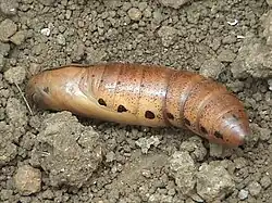 Chrysalide