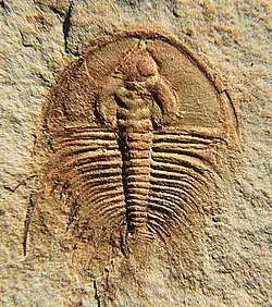 Olenellus fowleri.