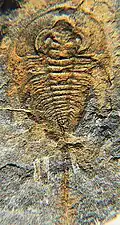 Olenellus yorkensis.