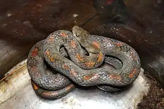 Description de l'image Oligodon cattienensis Piyush Chauhan.jpg.