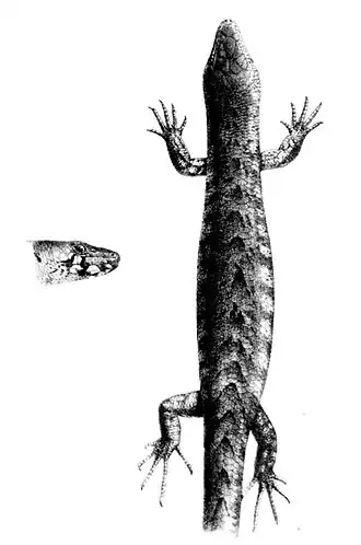 Description de l'image Oligosoma homalonotum.jpg.