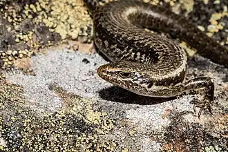 Description de l'image Oligosoma longipes 167378218.jpg.