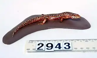 Description de l'image Oligosoma ornatum (AM LH2943).jpg.