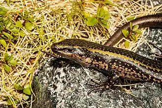 Description de l'image Oligosoma pikitanga 184620655.jpg.