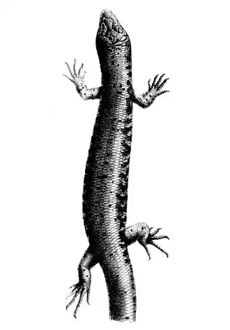 Description de l'image Oligosoma suteri.jpg.