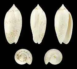Oliva reticularis