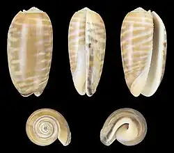Oliva rufula