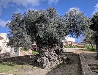 L’olivier de Voúves en 2018.