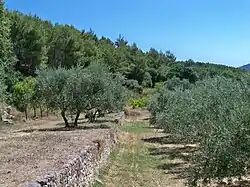 Oliviers du Luberon cultivés sur restanques.