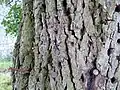 arbre à clous, Le Fief, Belgique