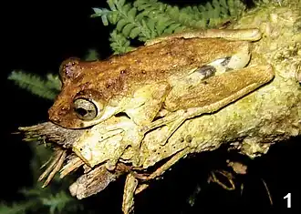 Description de l'image Ololygon and Scinax (10.3897-zoologia.34.e20176) Figures 1–10 (cropped) Ololygon albicans.jpg.