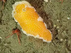 Tochuina tetraquetra