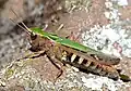 Omocestus rufipes ♀ (Hérault, France)