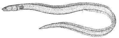 Ophichthus cruentifer
