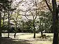 Parc Omoto.