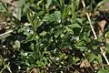 Omphalodes scorpioides