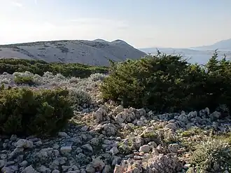 Bošana