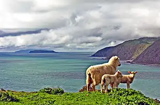 Image illustrative de l’article Élevage ovin en Nouvelle-Zélande