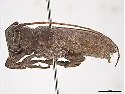 Oncideres cingulata.