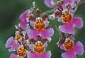 Fleurs d'Oncidium hybride