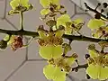 Détail de la fleur d'Oncidium cebolleta.