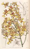 Oncidium cebolleta ou Trichocentrum cebolleta.