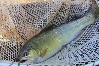 Description de l'image Oncorhynchus gilae in net.jpg.