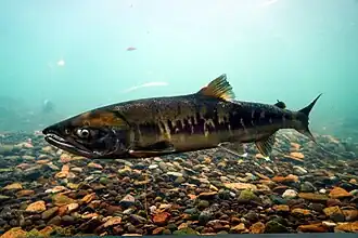 Description de l'image Oncorhynchus_keta_336279549.jpg.