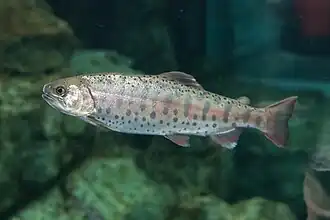 Description de l'image Oncorhynchus masou 02.jpg.