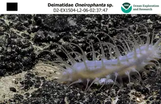 Oneirophanta sp. photographiée à plus de 1&nbsp;000&nbsp;m de profondeur au large de Hawaii.