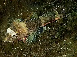 Onigocia spinosa.