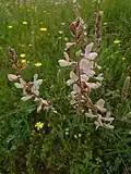 Onobrychis Viciifolia à Behbahan.
