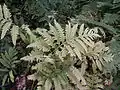 Frondes stériles.