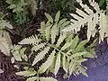 Frondes stériles.