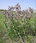 Onosma polychroma dans la région de Saratov (Russie)