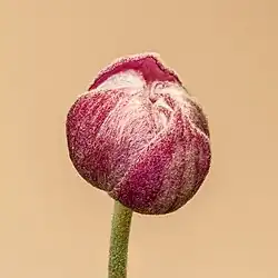 Anémone Eugénie.