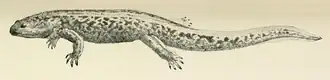 Description de l'image Onychodactylus japonicus.png.