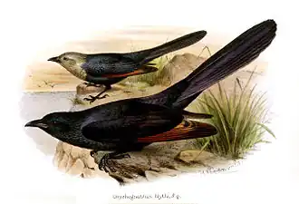 Description de l'image Onychognathus blythii Gronvold.jpg.