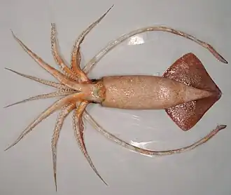 Onykia ingens (Onychoteuthidae)
