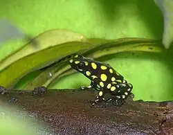 Oophaga histrionica