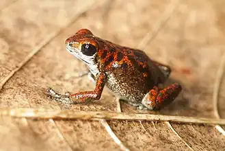 Description de l'image Oophaga vicentei (17145456856).jpg.