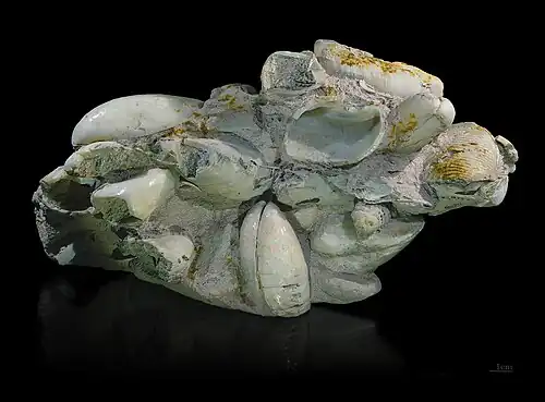 Groupe de coquillages en opale noble du Queensland, Australie (21&nbsp;×&nbsp;10&nbsp;cm)