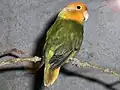 Mutation opaline DD masque orange.