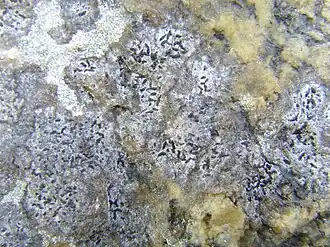 Opegrapha cesareensis.