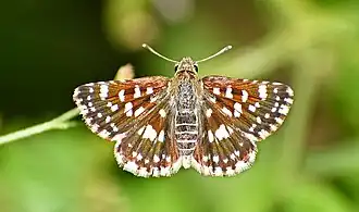 Spialia galba