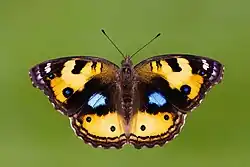 Vue en plongé d'un papillon, on voit le dessus de ses ailes, principalement jaunes, avec un point bleu cerclé de noir.