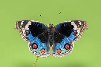 Description de l'image Open wing basking position of Junonia orithya (Linnaeus, 1758) - Blue Pansy (Female DSF) (5) WLB.jpg.