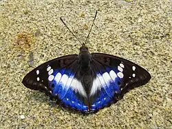 Mimathyma ambica