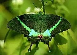 Imago