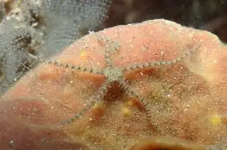 Ophiacantha alternata, une Ophiacanthidae